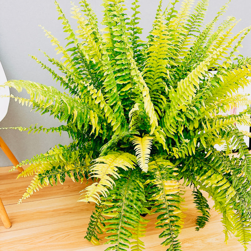 現品］ネフロレピス ハッピーマーブル 7号 観葉植物 室内 レア 斑入り