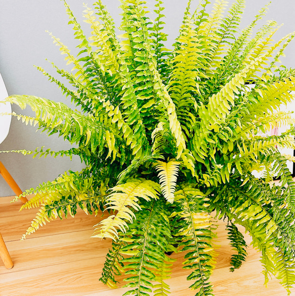 現品］ネフロレピス ハッピーマーブル 7号 観葉植物 室内 レア 斑入り