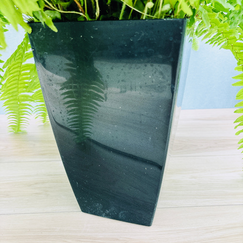 現品］ネフロレピス ハッピーマーブル 7号 観葉植物 室内 レア