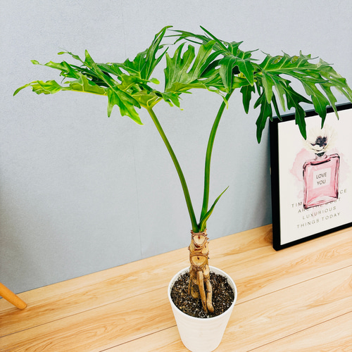 現品］フィロデンドロン セローム 幹上がり 6号 観葉植物 室内