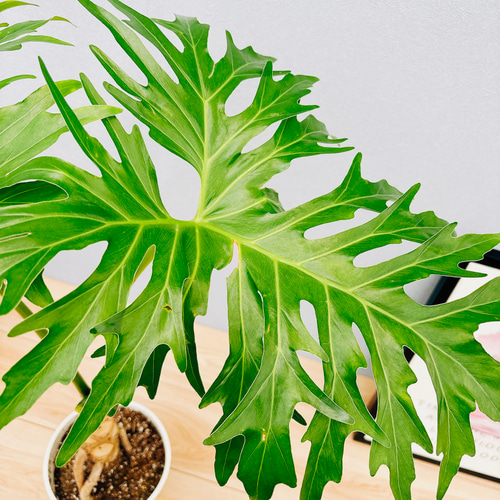 現品］フィロデンドロン セローム 幹上がり 6号 観葉植物 室内