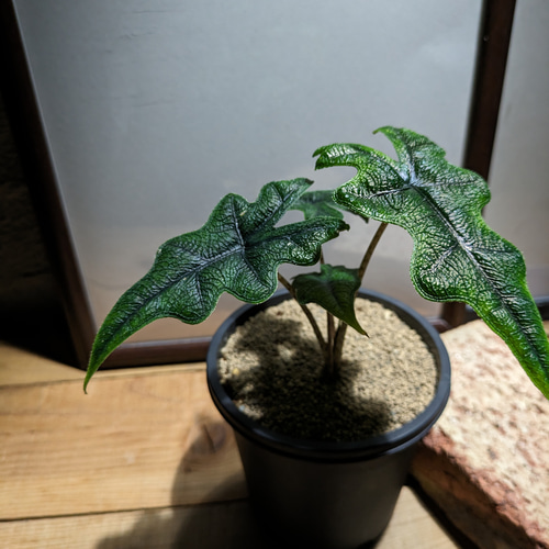 送料無料】アロカシア ジャックリン〈レア・稀少〉【インテリア