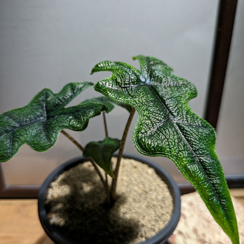 送料無料】アロカシア ジャックリン〈レア・稀少〉【インテリア