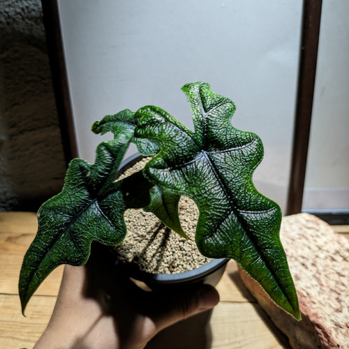 送料無料】アロカシア ジャックリン〈レア・稀少〉【インテリア