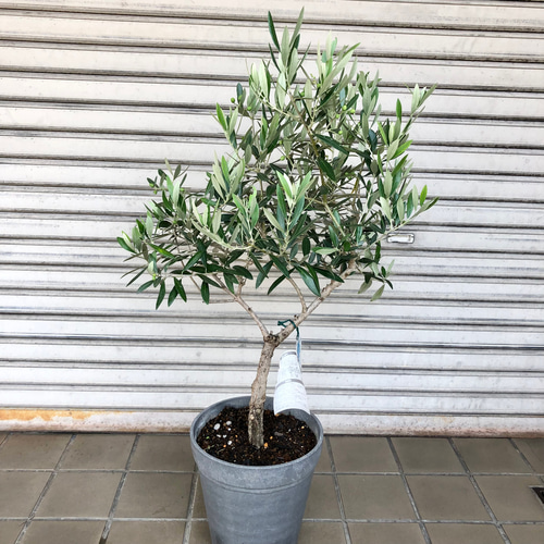 オリーブの木　ホジブランコ　13号　約140cm　NO.1830　古木 人気品種 オリーブの木 ホジブランコ 13号 約140cm NO.1830 古木 人気品種