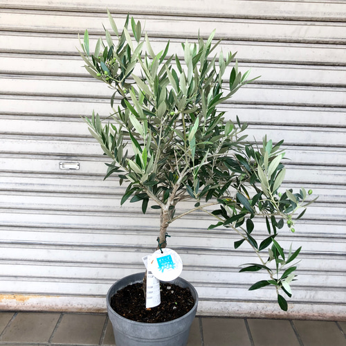 オリーブの木　ホジブランコ　13号　約140cm　NO.1830　古木 人気品種 オリーブの木 ホジブランコ 13号 約140cm NO.1830 古木 人気品種