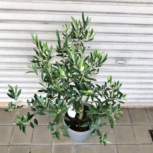 珍しい品種 実付き 古株 オリーブの木 オヒブランカ 珍しい品種 実付き 古株 オリーブの木 オヒブランカ