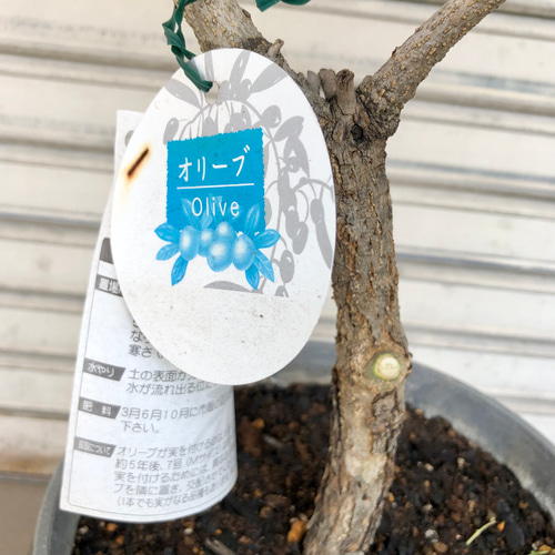 珍しい品種 実付き 古株 オリーブの木 オヒブランカ