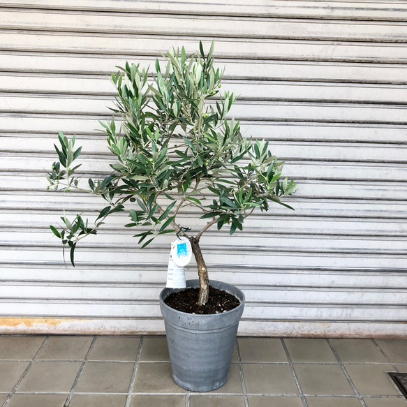 珍しい品種 実付き 古株 オリーブの木 オヒブランカ