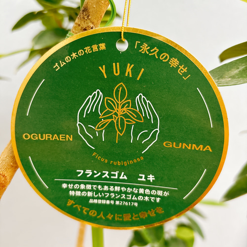 フィカス　8種類 ゴムの木　希少レア 2 現品］【希少】フランスゴムノキ ユキ 8号 観葉植物 室内 大型 レア