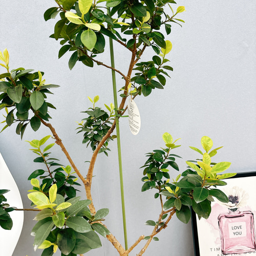 現品］【希少】フランスゴムノキ ユキ 8号 観葉植物 室内 大型 レア