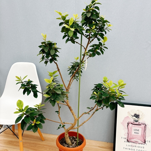 現品］【希少】フランスゴムノキ ユキ 8号 観葉植物 室内 大型 レア