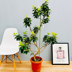 fc99fe96e6ac2145928b8a1485d682