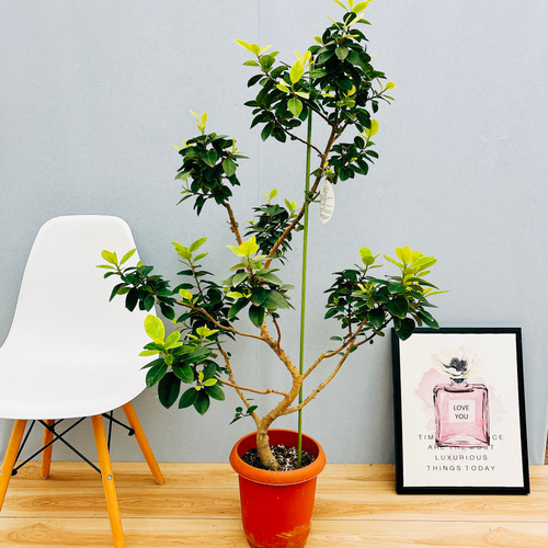 現品］【希少】フランスゴムノキ ユキ 8号 観葉植物 室内 大型