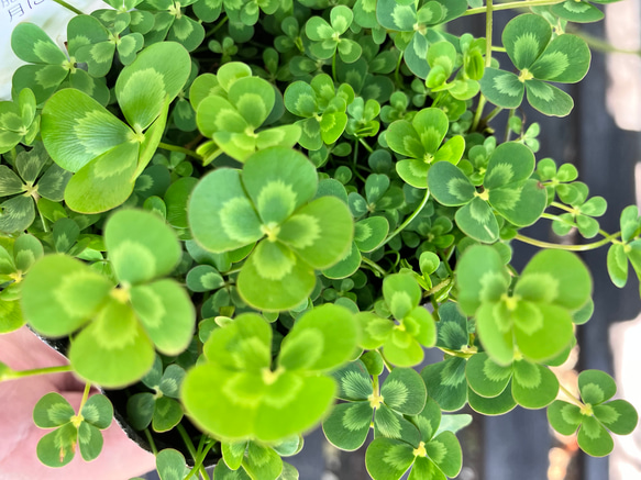 かわいい水草＊ウォータークローバー＊ウォーターバコパ＊宿根草