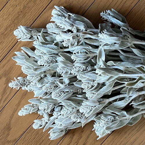 ラムズイヤーのドライフラワー 60本 ドライフラワー 花工房