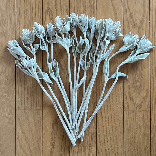 ドライフラワー　　ラムズイヤー ラムズイヤーのドライフラワー 60本 ドライフラワー 花工房