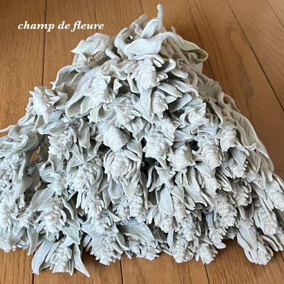 ドライフラワー　　ラムズイヤー ラムズイヤーのドライフラワー 60本 ドライフラワー 花工房