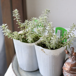 ふわふわぷくぷく❤︎多肉植物【ウェルデルマニー】2苗セット 多肉植物