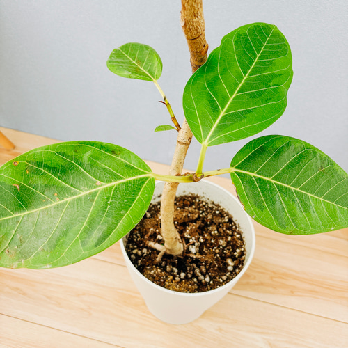 現品］A フィカス アルテシマ 曲がり 7号 観葉植物 室内 ゴムの