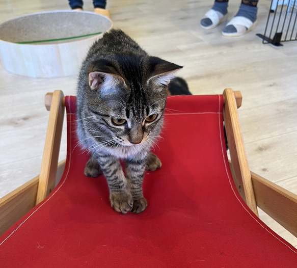 トヨタのネコ家具☆　ネコ用デッキチェア「うたたね」 うたたね カラーバリエーション