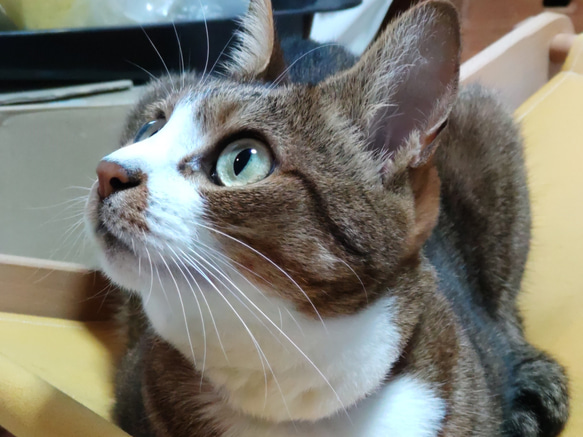 トヨタのネコ家具☆　ネコ用デッキチェア「うたたね」 うたたね カラーバリエーション