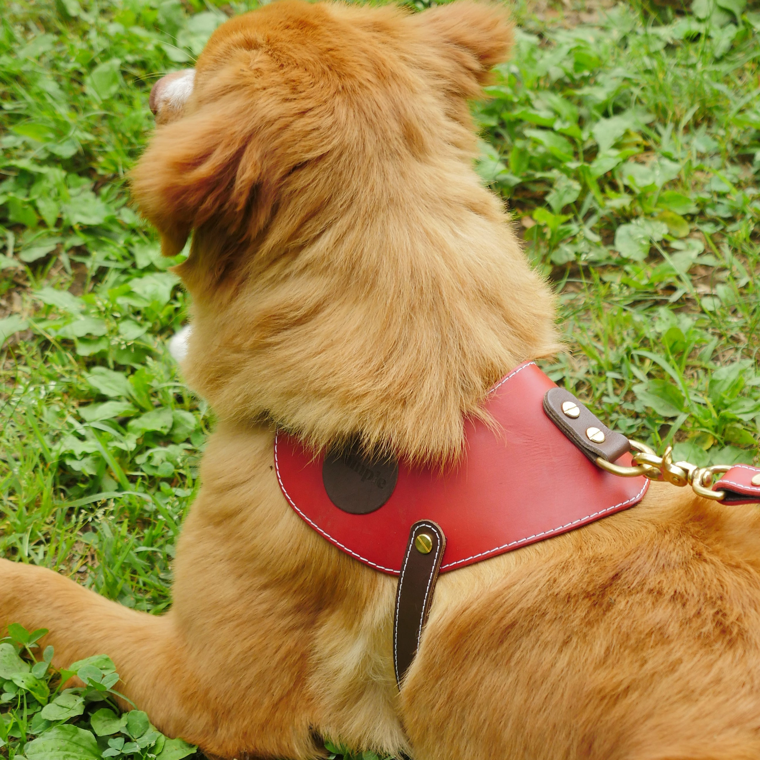 姫路レザー ノルウェージャン 犬用ハーネス カラーシリーズ 【小型～中型犬サイズ】