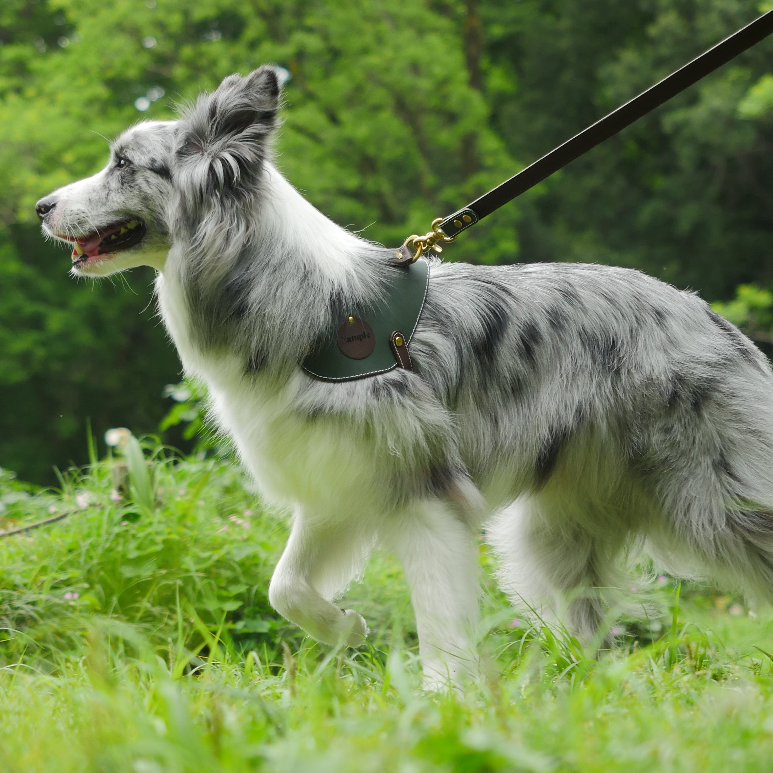 姫路レザー ノルウェージャン 犬用ハーネス カラーシリーズ 【小型～中型犬サイズ】