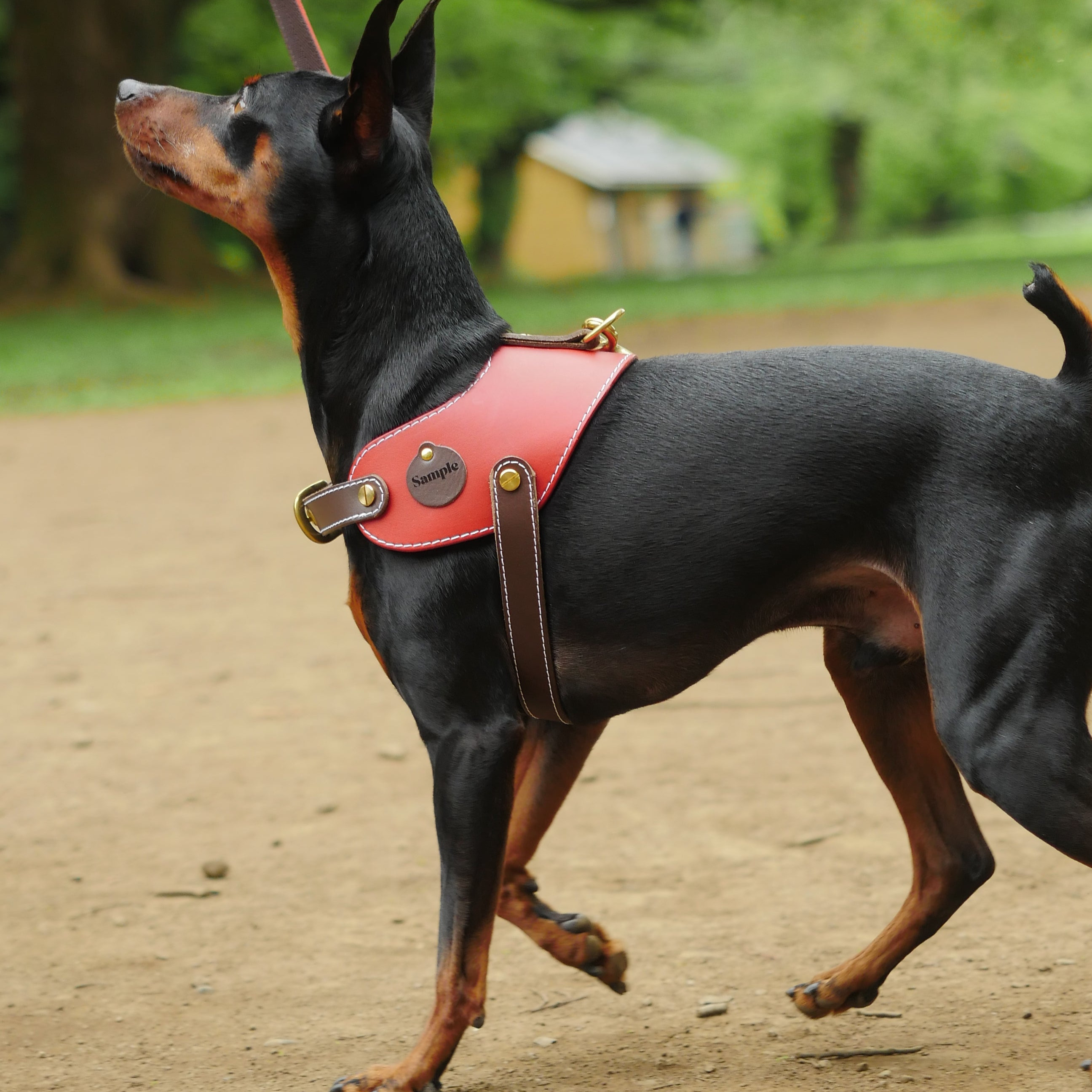姫路レザー ノルウェージャン 犬用ハーネス カラーシリーズ 【小型～中型犬サイズ】