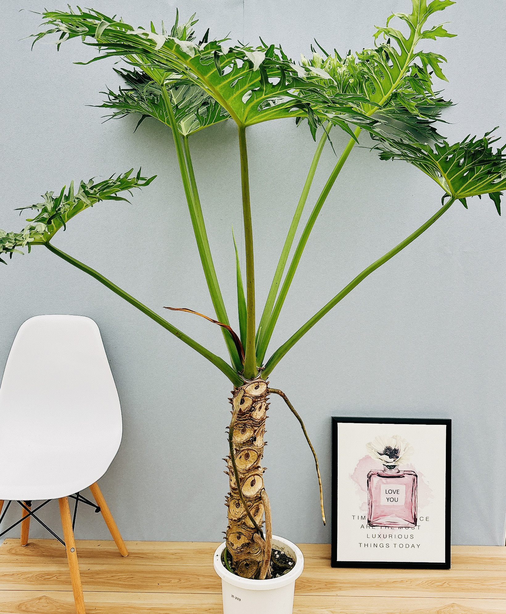 現品］特大！ フィロデンドロン セローム 幹上がり 8号 観葉植物
