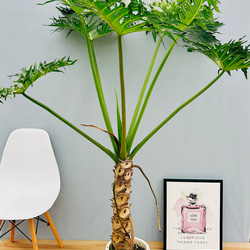 2 セローム　8号　幹上がり　気根　個性的　アロイド　フィロデンドロン philodendron-selloum-199_1.jpg