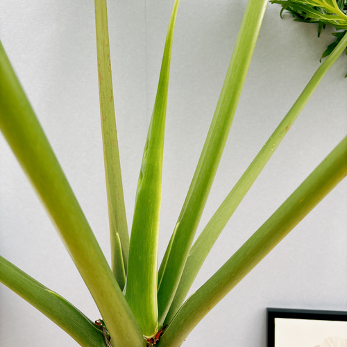 現品］1番 フィロデンドロン セローム 幹上がり 8号 観葉植物