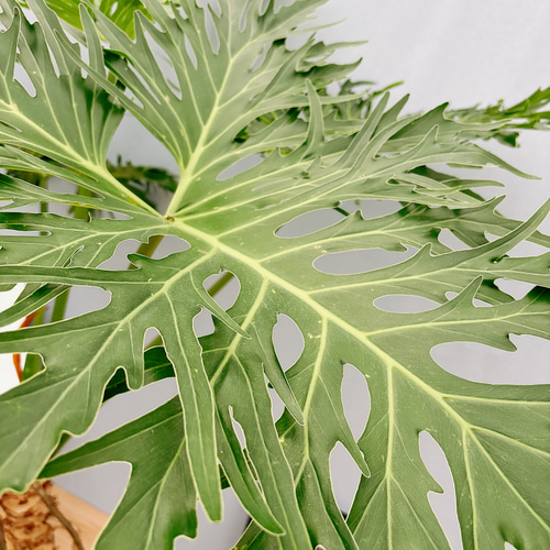 ［現品］5番　フィロデンドロン　セローム　幹上がり　8号　観葉植物　大型　室内 現品］3番 特大！ フィロデンドロン セローム 幹上がり 8号 観葉