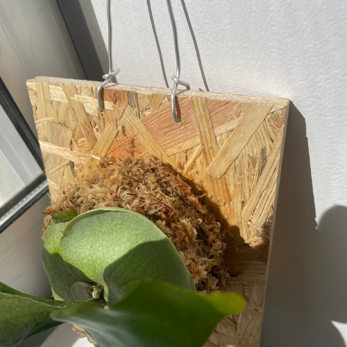板付ビカクシダ 多肉植物 twocc shop 通販 17861472｜Creema