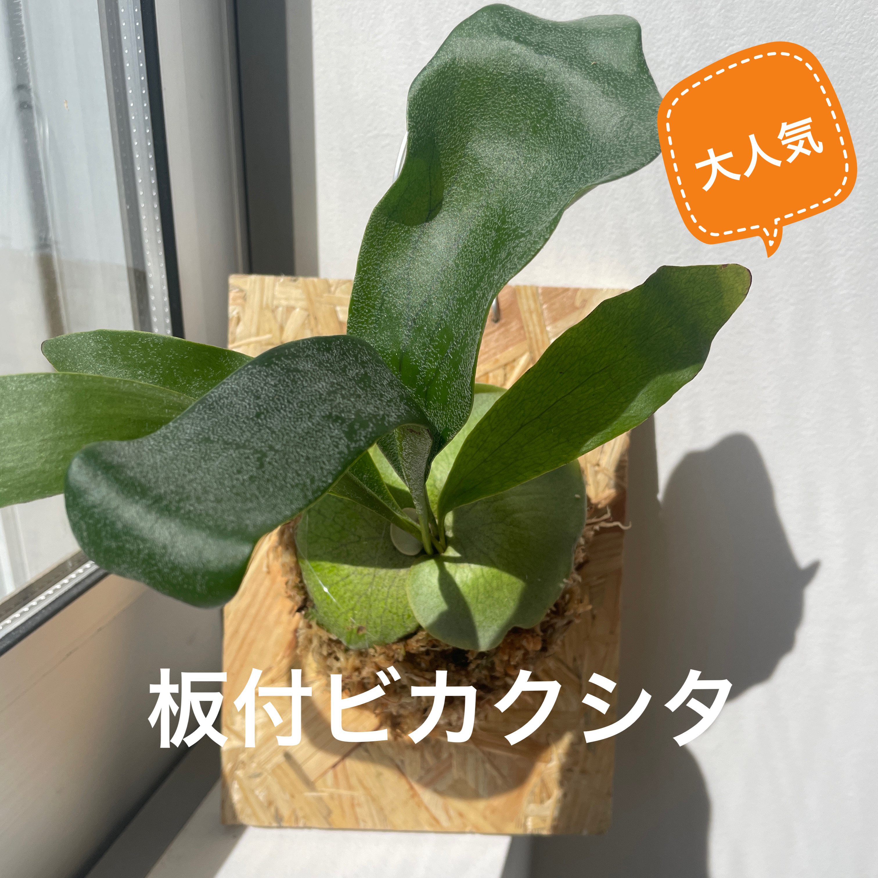 ビカクシダ 板付 2024012000004 板付ビカクシダ 多肉植物 twocc shop 通販 17861472｜Creema