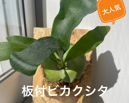 板付ビカクシダ 多肉植物 twocc shop 通販 17861472｜Creema