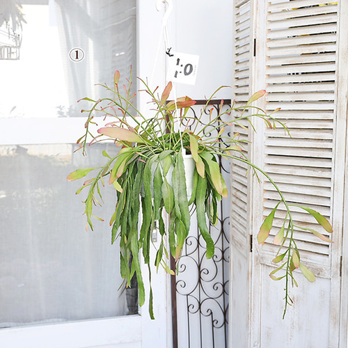 リプサリス：ゴーベリアナ 5号吊鉢植え の通販 | 園芸ネット