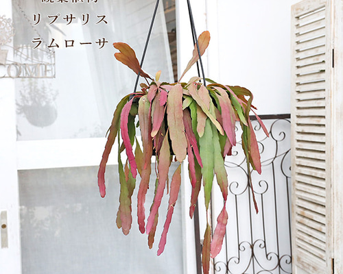 現品販売 観葉植物 リプサリス ラムローサ 6号 吊り鉢 多肉植物