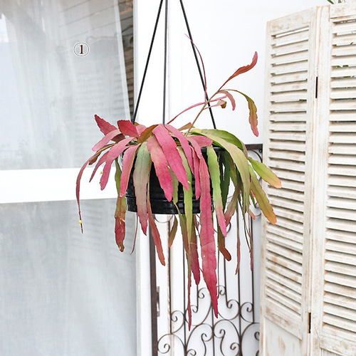 現品販売 観葉植物 リプサリス ラムローサ 6号 吊り鉢 多肉植物