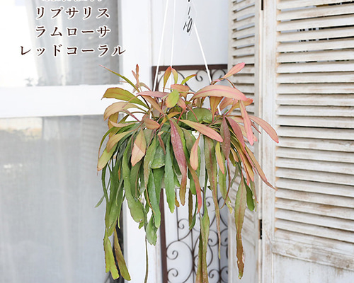 ラムローサ　リプサリス　吊り鉢　サボテン　リプサリスラムローサ　観葉植物 9f8152ec954a0b4d910aaef8789884