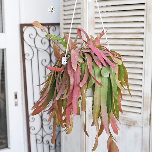 ラムローサ　リプサリス　吊り鉢　サボテン　リプサリスラムローサ　観葉植物 現品販売 観葉植物 リプサリス ラムローサ 7号(21cm) 吊り鉢