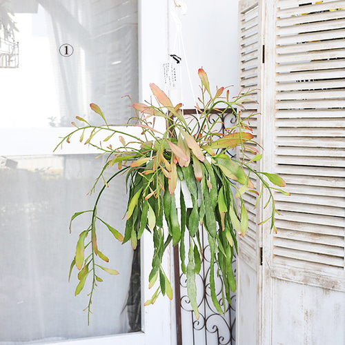 現品販売 観葉植物 リプサリス ラムローサ レッドコーラル 5号 吊り鉢