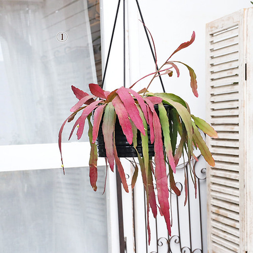 現品販売 観葉植物 リプサリス ラムローサ 6号 吊り鉢 多肉植物