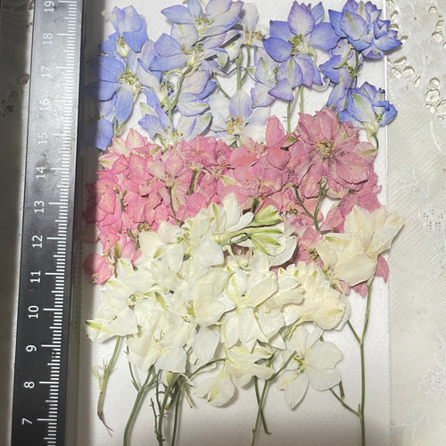 押し花千鳥草15本 その他素材 花mizuki 通販 17861768｜Creema
