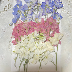 押し花千鳥草15本 その他素材 花mizuki 通販 17861768｜Creema