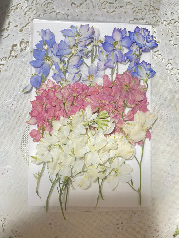 押し花千鳥草15本 その他素材 花mizuki 通販 17861768｜Creema
