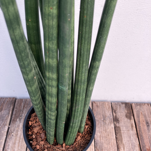 サンセベリア希少品種スタッキー本物 dショッピング |【お試し】サンスベリア（スタッキー） 4号