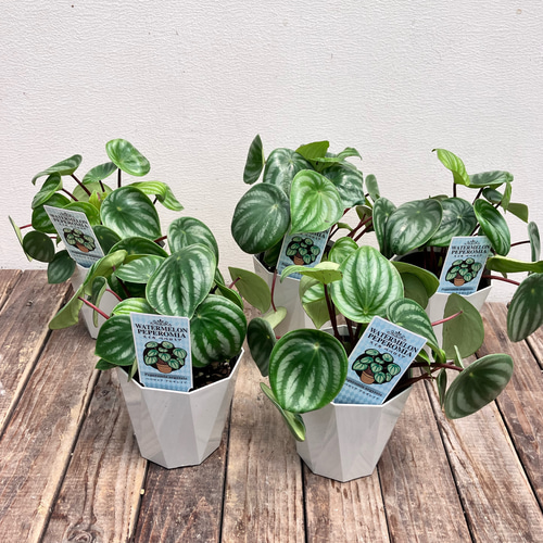 Peperomia argyreia variegated/スイカ ペペロニア④