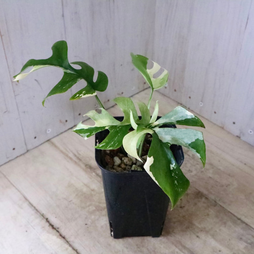 希少♡斑入り♡姫モンステラ♡ペルツーサ♡Rhaphidophora tetrasperma