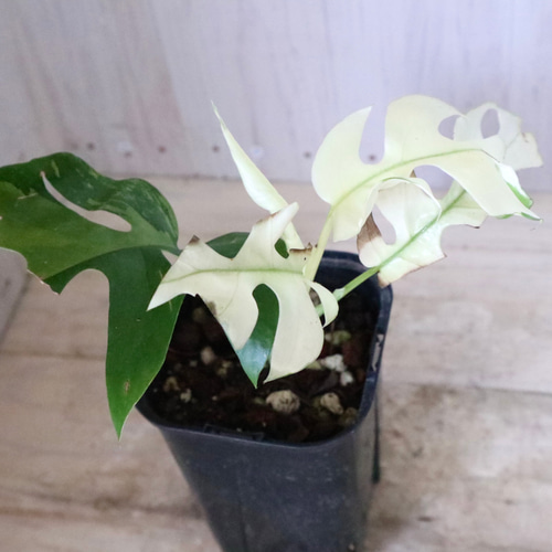 希少♡斑入り♡姫モンステラ♡ペルツーサ♡Rhaphidophora tetrasperma